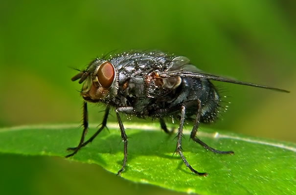 Энтомолог Сороколетов рассказал о самых перспективных для пищевой промышленности видах мух